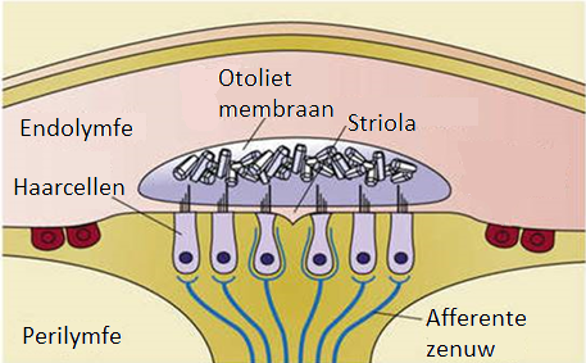 utriculus